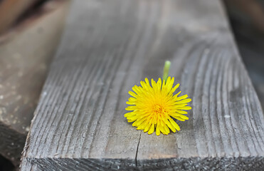 Fototapeta na wymiar yellow dandelion on an old wooden table. Alternative medicine concept.