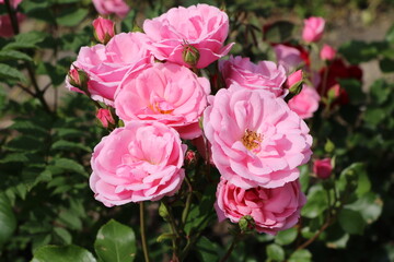 Pink roses in the garden in summer