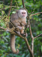Naklejka na ściany i meble White-fronted capuchin monkey (Cebus albifrons), Copalinga, Podocarpus National Park, Zamora, Ecuador