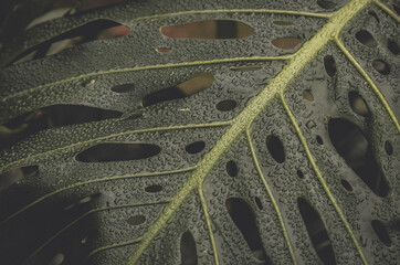 Dew drops on the leaf of the Adams rib plant on a cold winter morning
