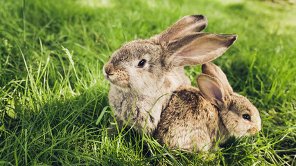 Grey baby rabbit in grass. Easter background