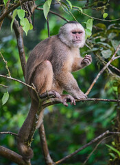 Naklejka na ściany i meble White-fronted capuchin monkey (Cebus albifrons), Copalinga, Podocarpus National Park, Zamora, Ecuador