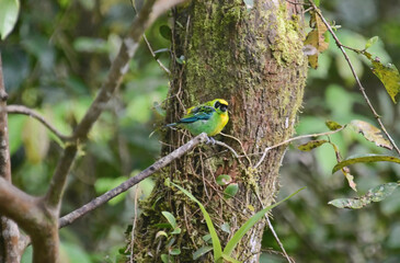 Green-and-gold tanager (Tangara schrankii), Copalinga, Podocarpus National Park, Zamora, Ecuador