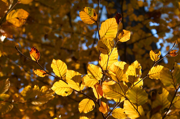 Herbstliche Buchenblätter