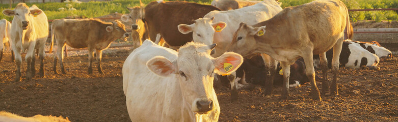 Cows in a farm eating hay. Dairy cows. Cowshed banner
