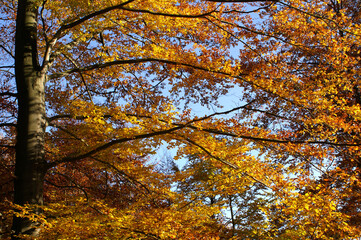 Obraz premium Bunter Herbst im Wald 