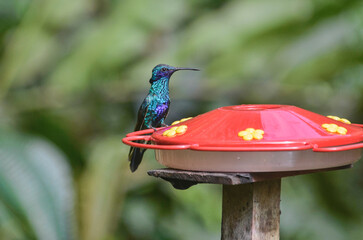 Sparkling violetear hummingbird (Colibri coruscans) at a feeder, Podocarpus National Park, Zamora, Ecuador