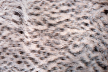 Abstract background, feathers, bird feather pattern monochrome