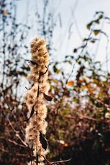Fluffy inflorescences of meadow flowers on a blurred background, natural autumn meadow, autumn image, selective focus.
