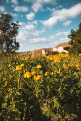 field of yellow dasies