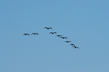 Flying cormorants against the blue sky. Animal