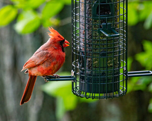 Cardinal at a feeder