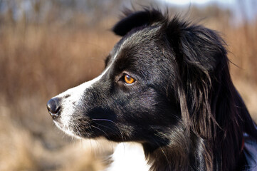 Closeup profile photo of black and white Border Collie, nature in the background