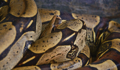 Pair of boa constrictors, Ecuador