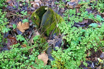 green moss on the ground