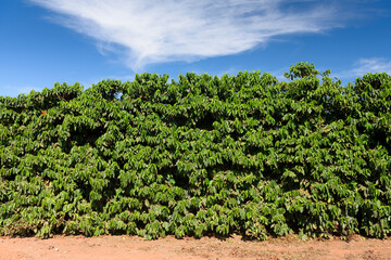Fototapeta na wymiar Group of coffee tree plants by a dirt road, with blue sky on a sunny day