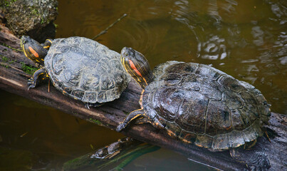 Fototapeta premium Red-eared slider turtle (Trachemys scripta), Ecuador