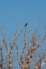 Cormorants sitting on the branch of a tree