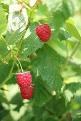 Raspberry in the garden in summer, Germany