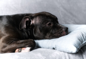 American pit bull terrier on bright background. Close up.