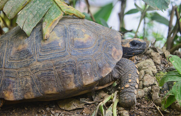 Galápagos giant tortoise (Chelonoidis nigra), Ecuador