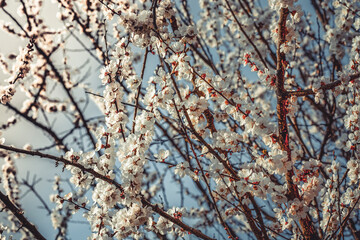 apricot branch blossoming in white flowers against the sky