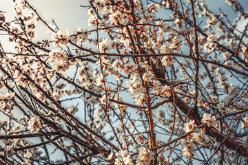 apricot branch blossoming in white flowers against the sky