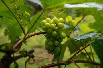 Agriculture as a strong income option for families. 