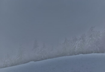 Verschneite Bäume im Nebel
