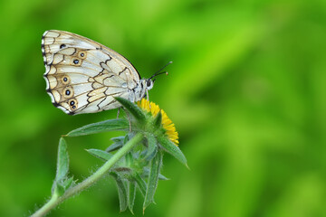 Macro shots, Beautiful nature scene. Closeup beautiful butterfly sitting on the flower in a summer garden.