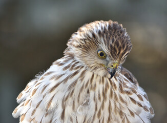 Close up of a Red Shouldered Hawk