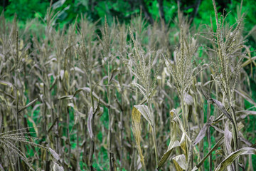 Drought and dry corn fields with blue sky, green corn fields with stalks and ears grown during harvesting