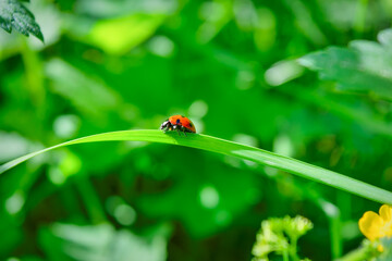 Ladybug on a blade of grass on a blurred natural background close-up.