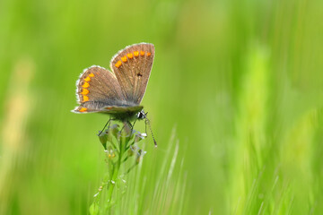 Macro shots, Beautiful nature scene. Closeup beautiful butterfly sitting on the flower in a summer garden.