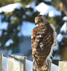 Red Shouldered Hawk with Snowy evergreen in background