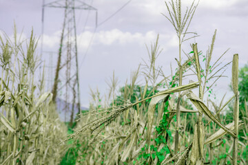 Drought and dry corn fields with blue sky, green corn fields with stalks and ears grown during harvesting