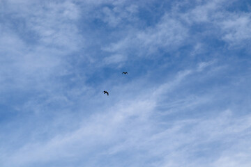 birds in the sky
