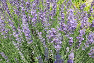 Blooming lavender in the rock garden, Germany