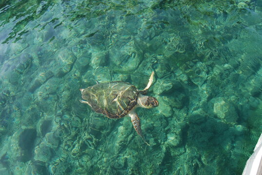 Greece, Zakynthos island, caretta caretta turtle