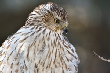 Close up of a Red Shouldered Hawk