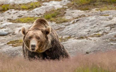 Brown bear (Norway)