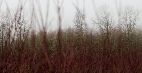 Obraz premium A forest filled with beautiful trees under cold winter weather