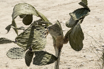 Dry cactus in hot sunny sand environment