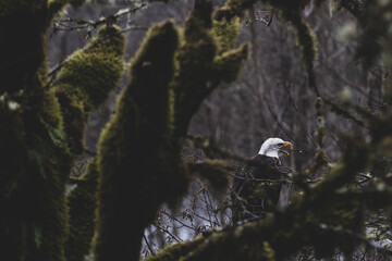A wild bald eagle sits on a moss covered branch in a Washington state forest