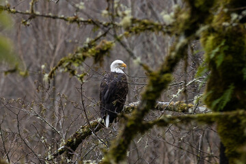 A wild bald eagle sits on a moss covered branch in a Washington state forest