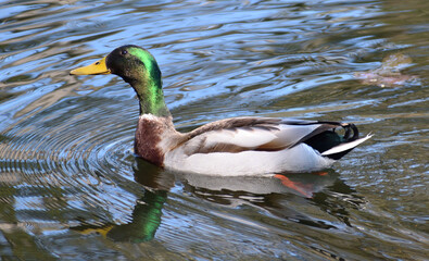 Male Mallard Duck Swimming on a Pond