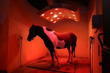 Saddle horse drying in healthy sun solarium after riding
