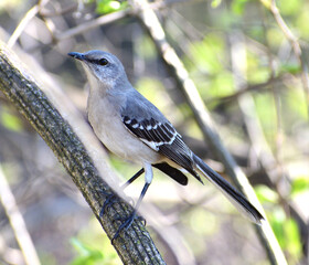 Northern Mockingbird Perched on a Tree