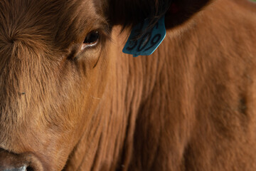 Close up of cow