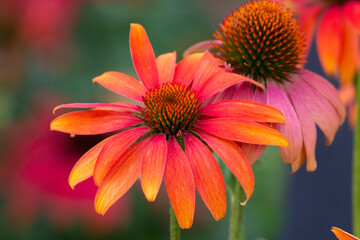Colorful Flower Close Up